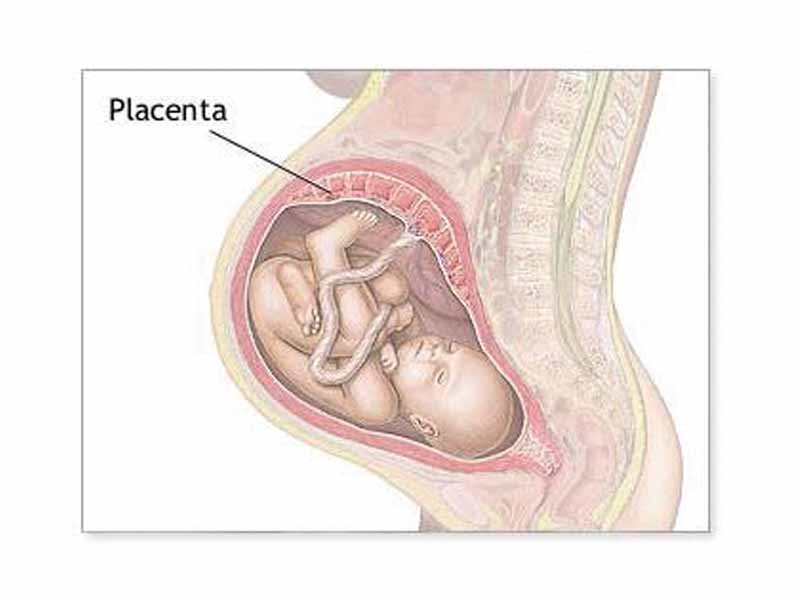 Placenta