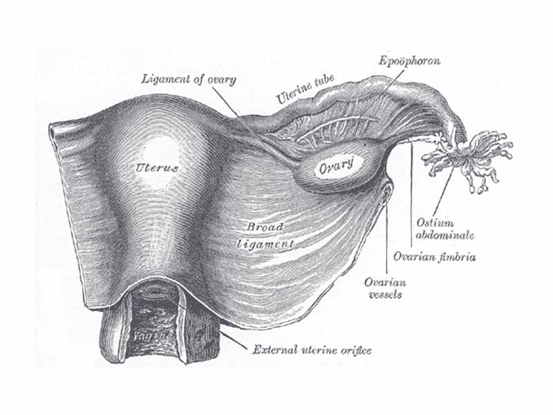 Uterus