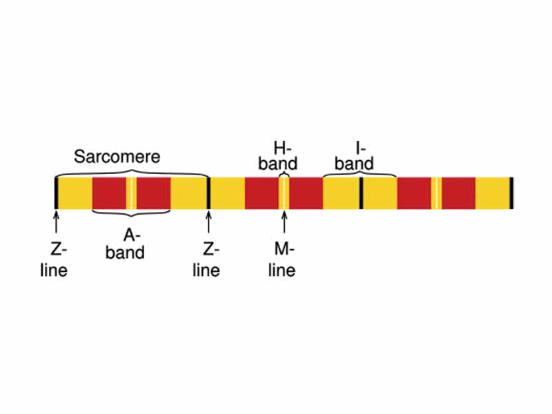 A diagram of the structure of a Myofibril