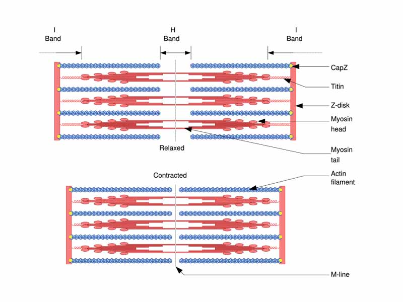 Sliding filament model of muscle contraction