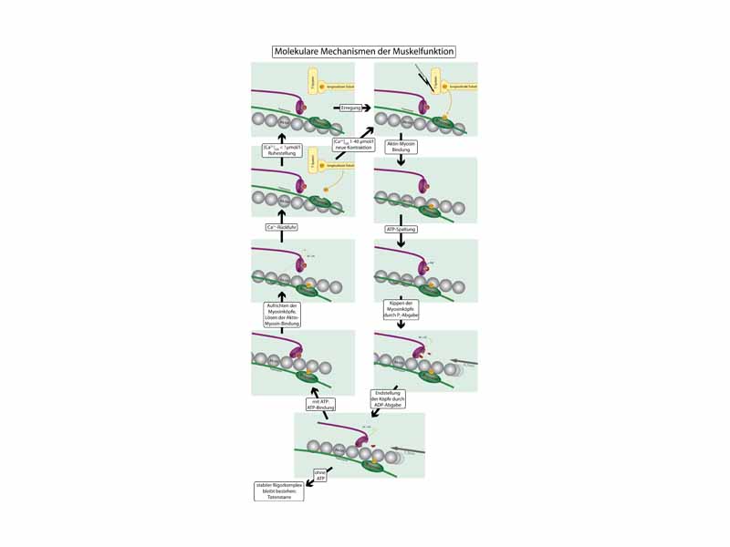 Molecular mechanisms of muscular function