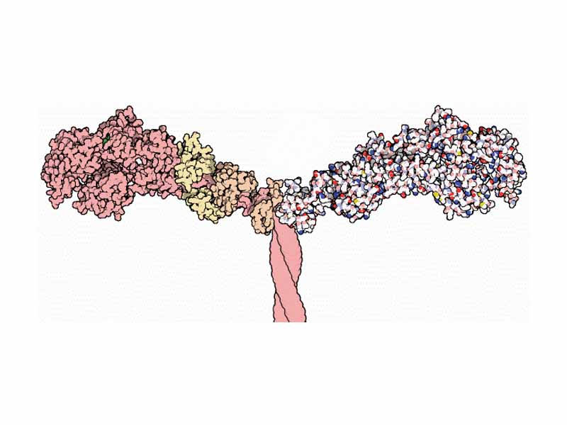 Part of the myosin structure, atoms in the heavy chain are colored red on the left-hand side, and atoms in the light chains are colored orange and yellow.