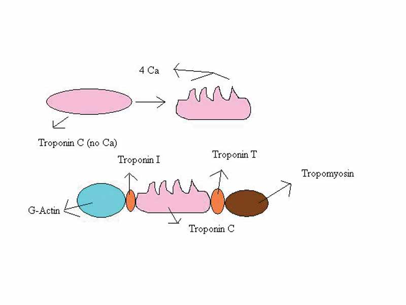 Troponin