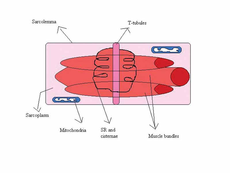 Muscle system