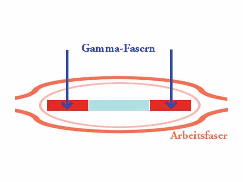 Gamma fiber