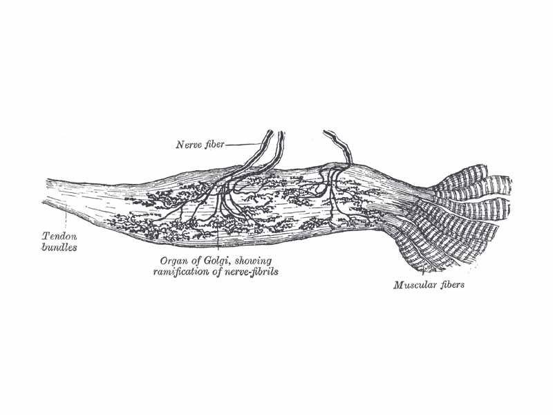 Organ of Golgi (neurotendinous spindle) from the human tendo calcaneus.