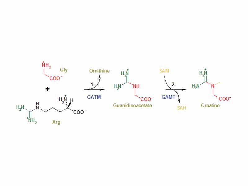 Creatine Synthesis