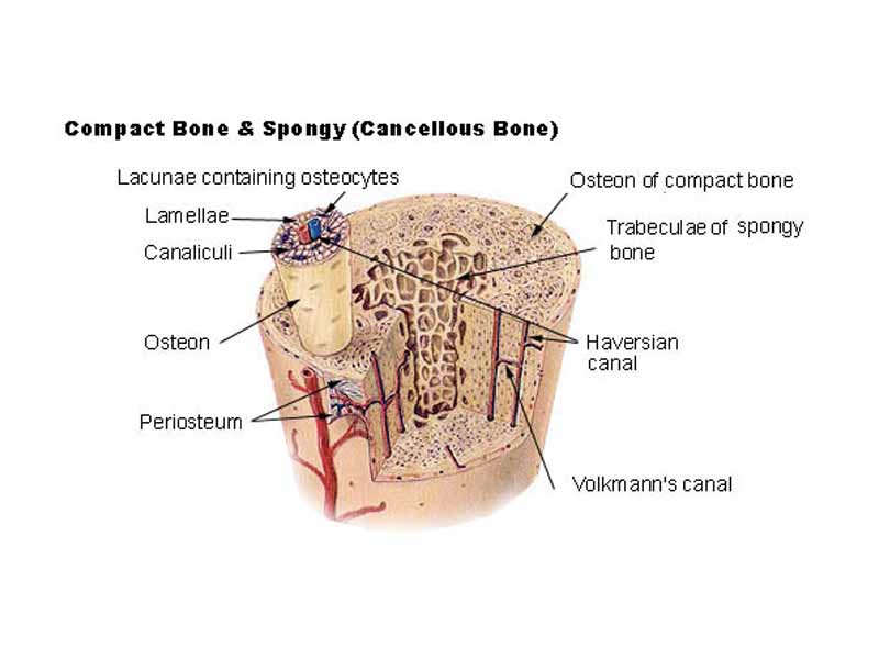 Cross-section of a long bone showing both spongy and compact osseous tissue