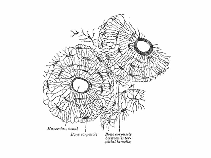 Transverse section of body of human fibula, decalcified. X 250.