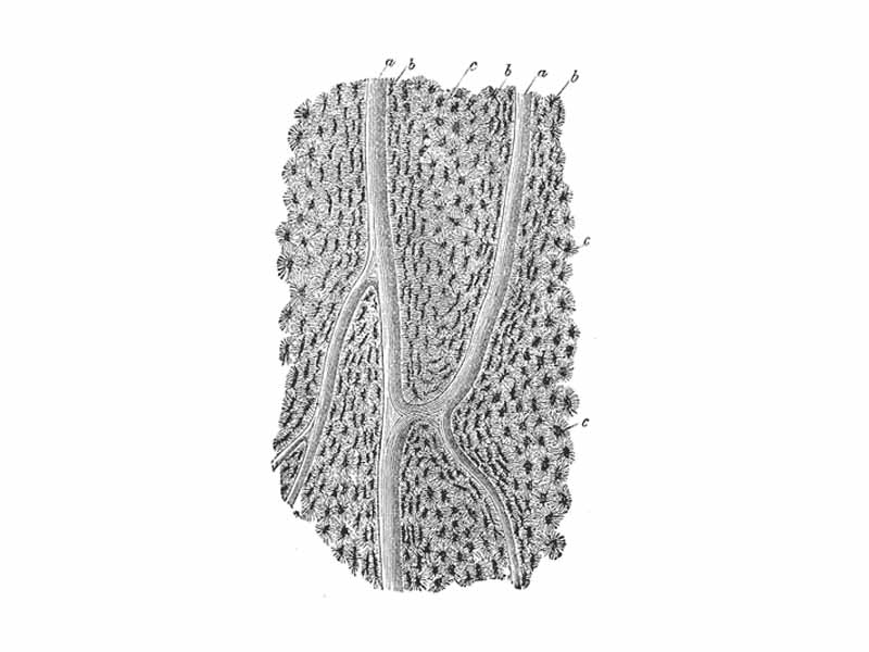 Section parallel to the surface from the body of the femur. X 100. a, Haversian canals; b, lacunae seen from the side; c, others seen from the surface in lamellae, which are cut horizontally.