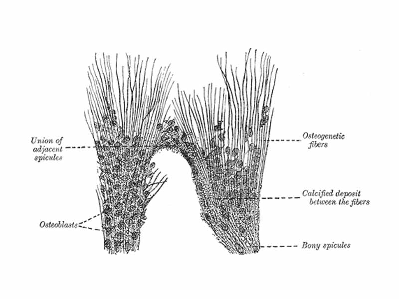 Part of the growing edge of the developing parietal bone of a fetal cat.