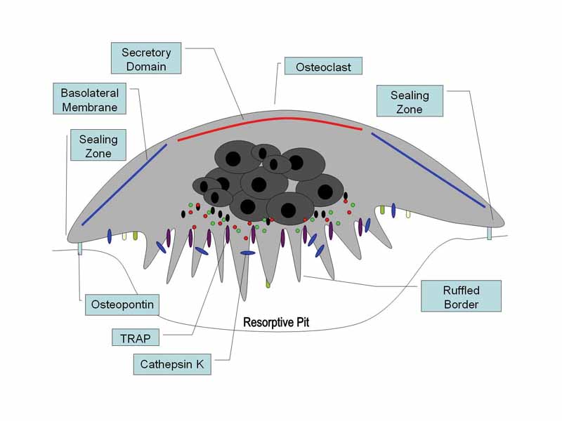 Illustrated cross-section of an activated osteoclast