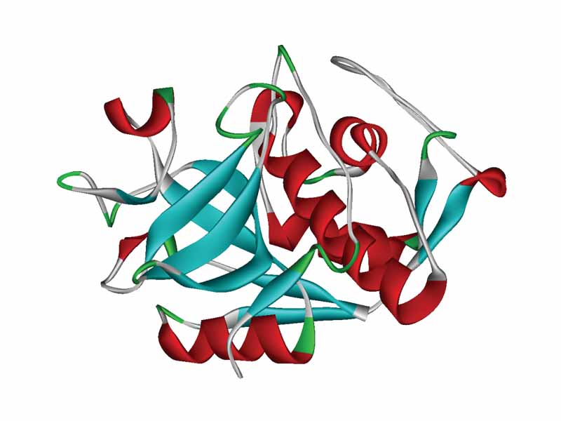 Ribbon diagram of cathepsin K