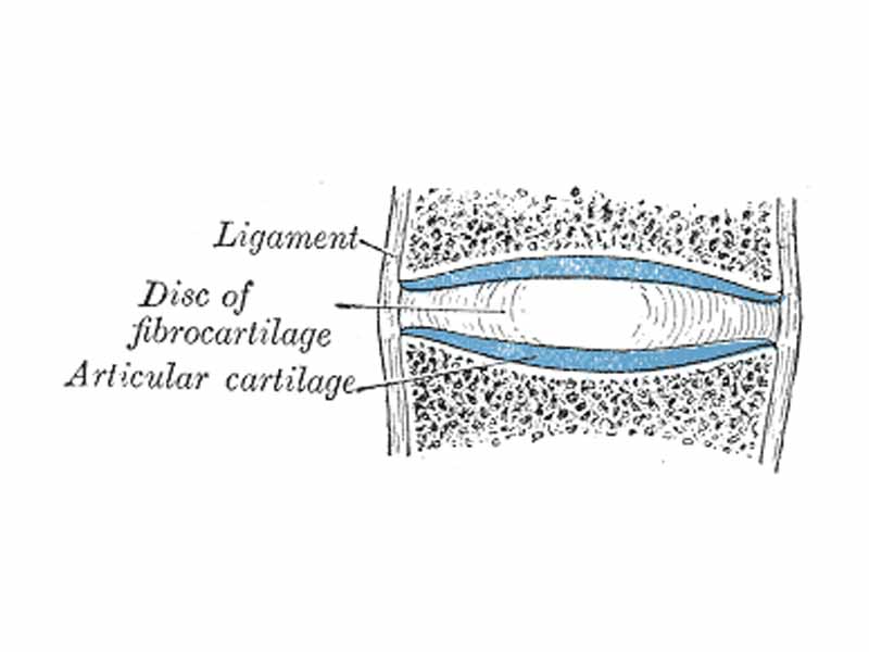 Diagrammatic section of a symphysis.