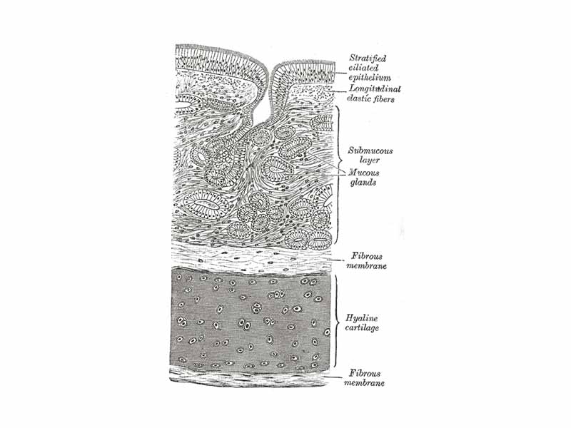 Transverse section of trachea. (Hyaline cartilage labeled at bottom right.)