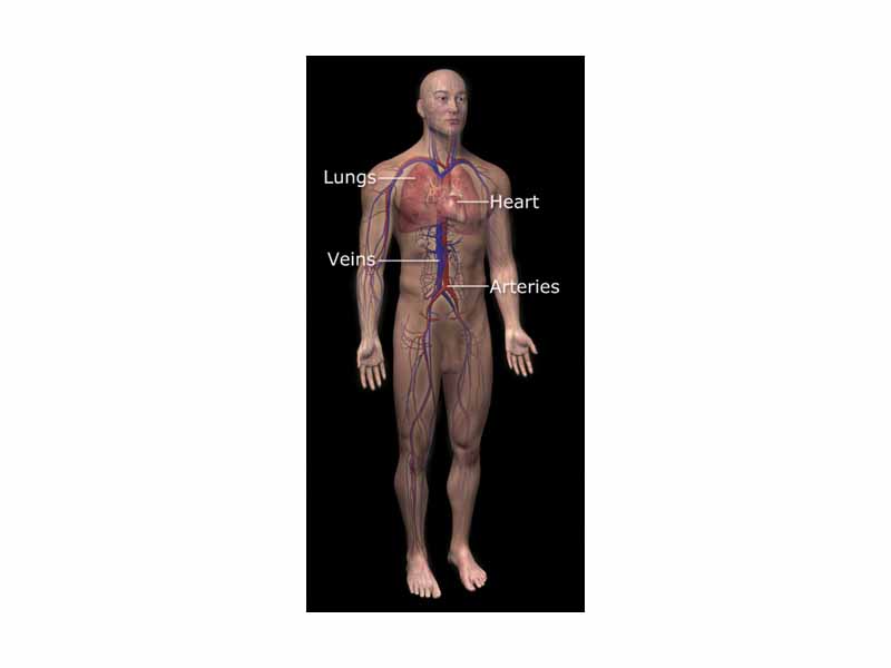 Diagram of the human circulatory system. Arteries are shown red, veins are shown blue.