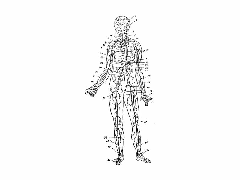 The arterial system