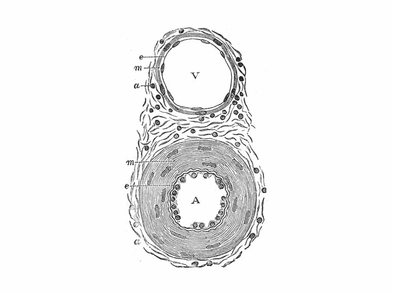 Transverse section through a small artery and vein of the mucous membrane of the epiglottis of a child