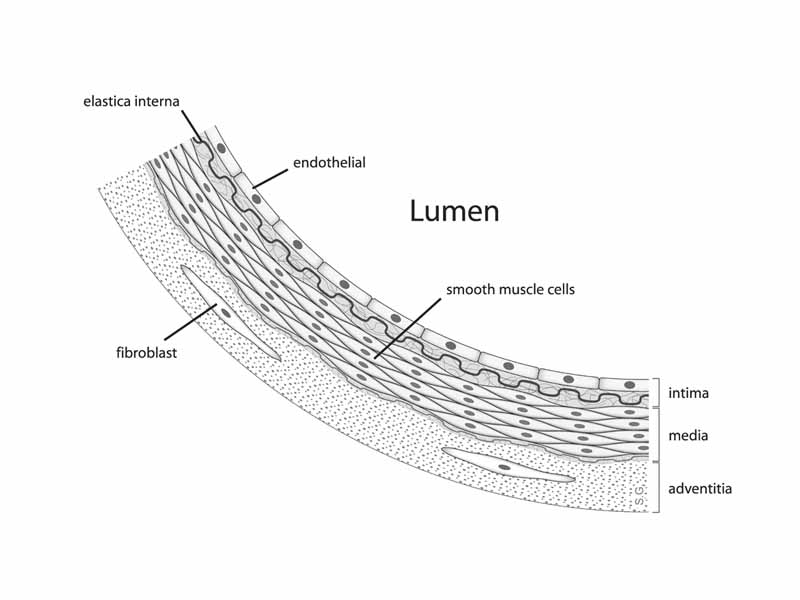 Anatomy of the arterial wall