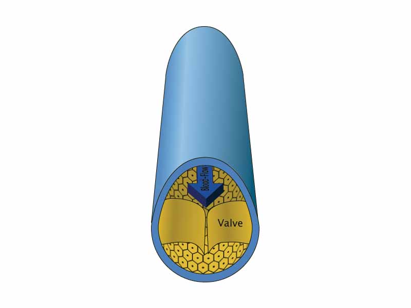 Cross section of a vein showing a valve which prevents backflow