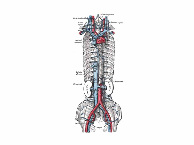 The brachiocephalic veins, superior vena cava, inferior vena cava, azygos vein and their tributaries