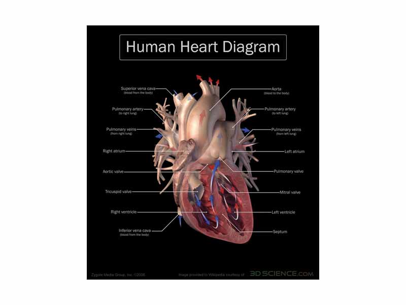 Anterior (frontal) view of the opened heart. Arrows indicate normal blood flow. Image provided courtesy of www.3dscience.com.