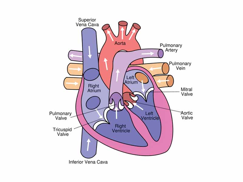 Anterior (frontal) view of the opened heart. White arrows indicate normal blood flow.