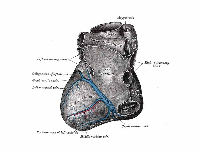 Base and diaphragmatic surface of heart.