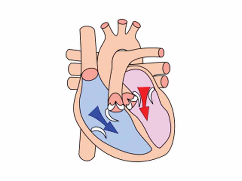 Atrial systole.  Cardiac diastole.