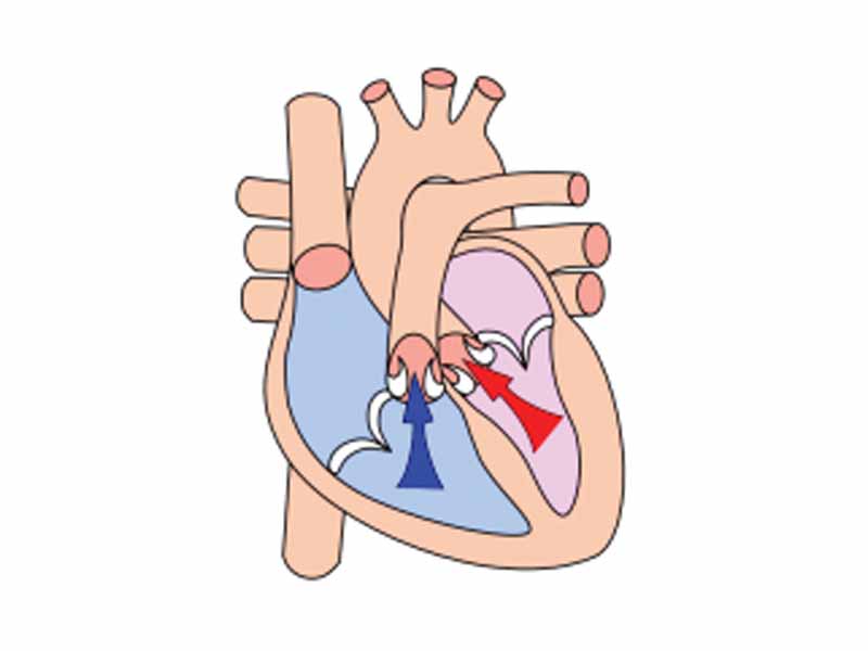 Ventricular systole