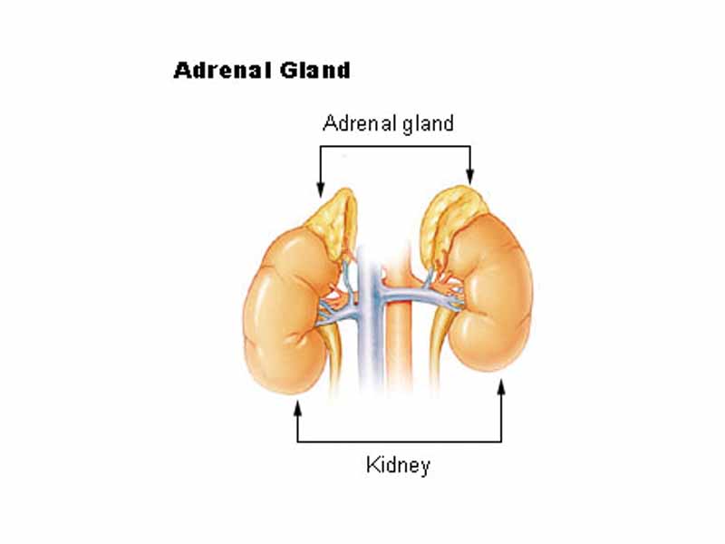 Adrenal glands and kidneys