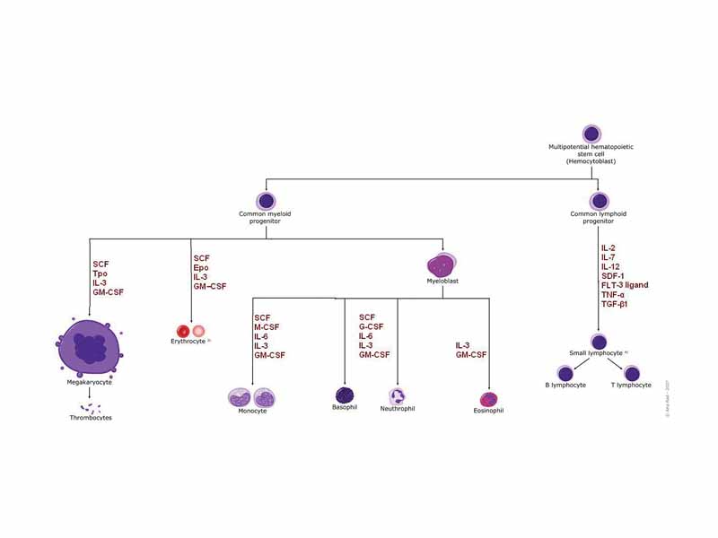 Diagram including some of the important cytokines that determine which type of blood cell will be created.[1] SCF= Stem Cell Factor Tpo= Thrombopoietin IL= Interleukin GM-CSF= Granulocyte Macrophage-colony stimulating factor Epo= Erythropoietin M-CSF= Macrophage-colony stimulating factor G-CSF= Granulocyte-colony stimulating factor SDF-1= Stromal cell-derived factor-1 FLT-3 ligand= FMS-like tyrosine kinase 3 ligand TNF-a = Tumor necrosis factor-alpha TGF? = Transforming growth factor beta.