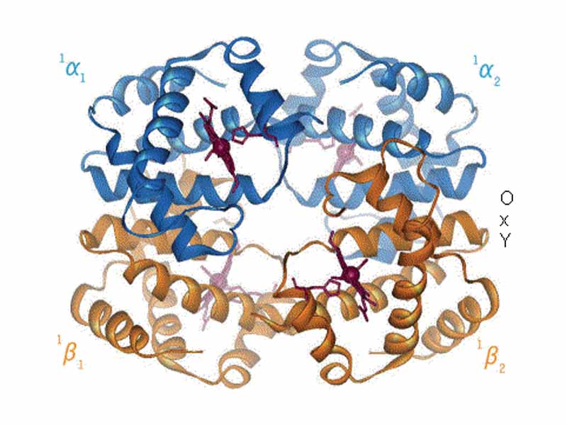 Animation - Transition between T and R states of hemoglobin