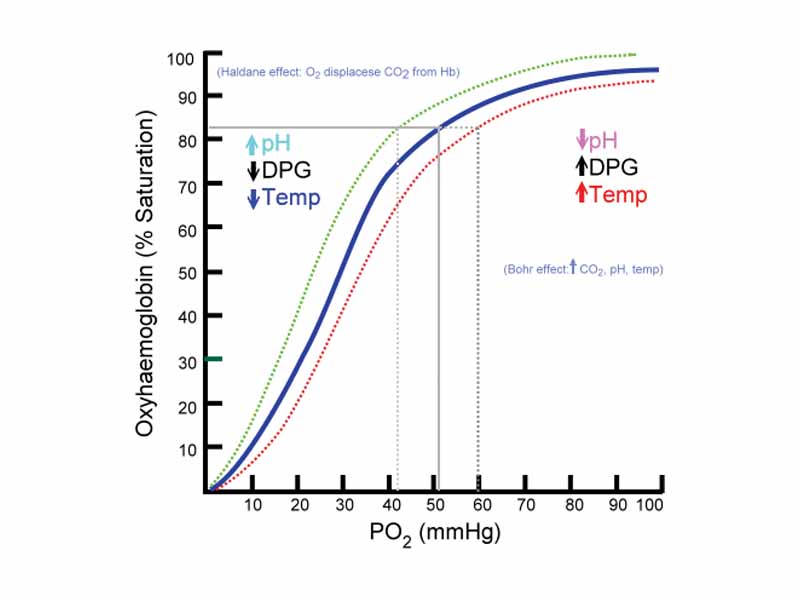 Oxyhaemoglobin Dissociation Curve. Dotted red line corresponds with shift to the right caused by Bohr effect.