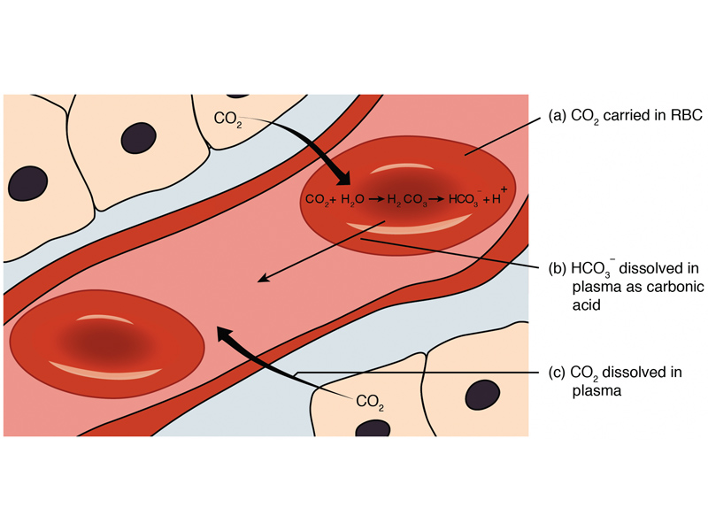 Carbon dioxide transport.