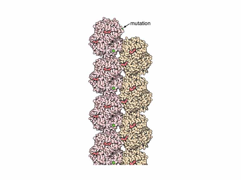 A single amino acid change in sickle cell anemia causes hemoglobin proteins to form fibers.