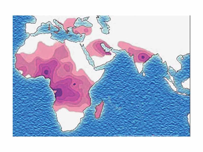 Distribution of the sickle cell trait