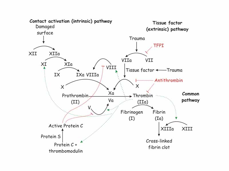 The coagulation cascade.