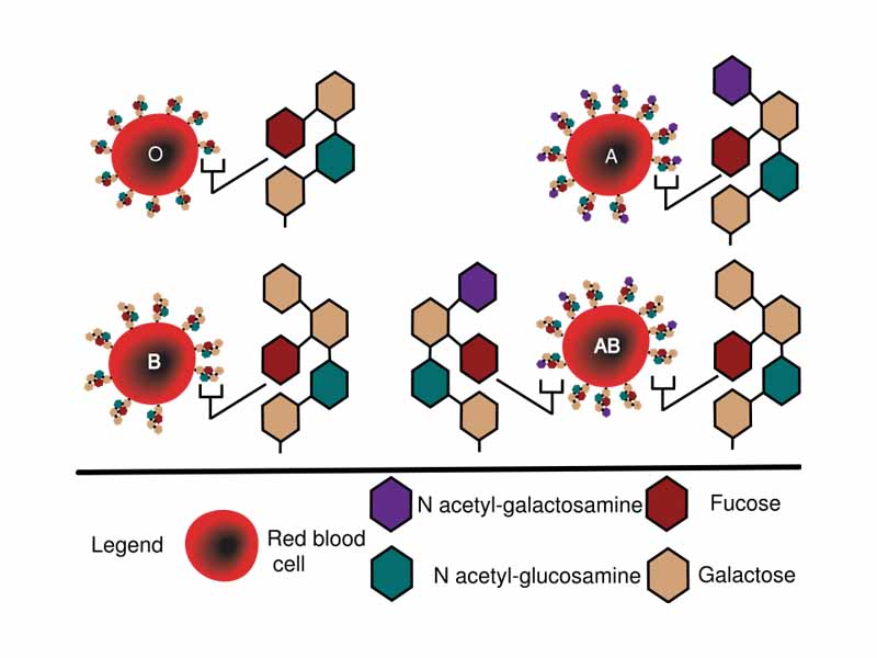 Diagram showing the carbohydrate chains which determine the ABO blood group