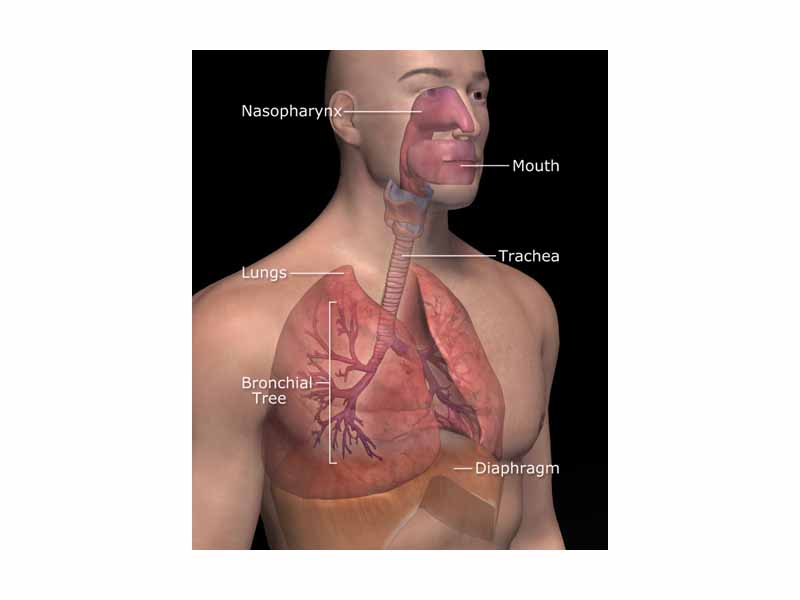 The Respiratory System