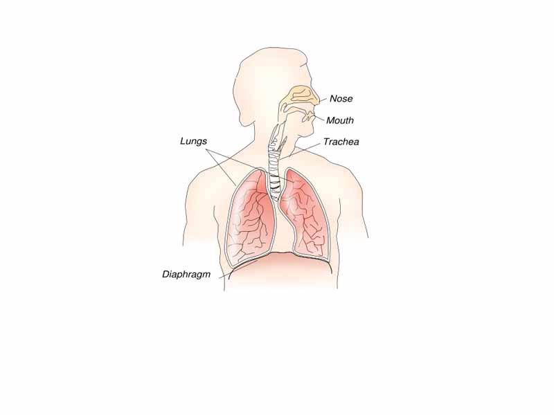 Respiratory system