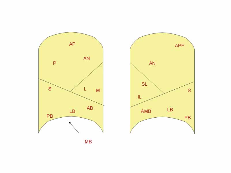 Bronchopulmonary segments