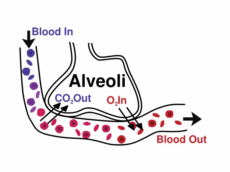 Gaseous exchange in the lung.