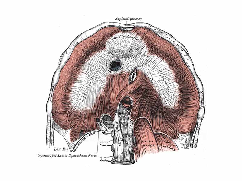 Inferior view of the human diaphragm