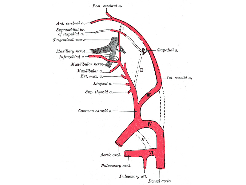 Diagram showing the origins of the main branches of the carotid arteries.