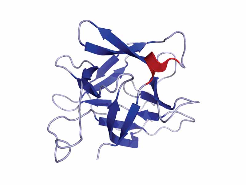 Solution structure of human IL-18