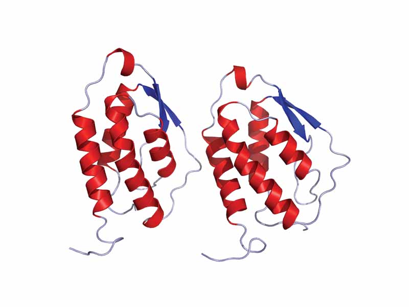 Granulocyte macrophage colony-stimulating factor