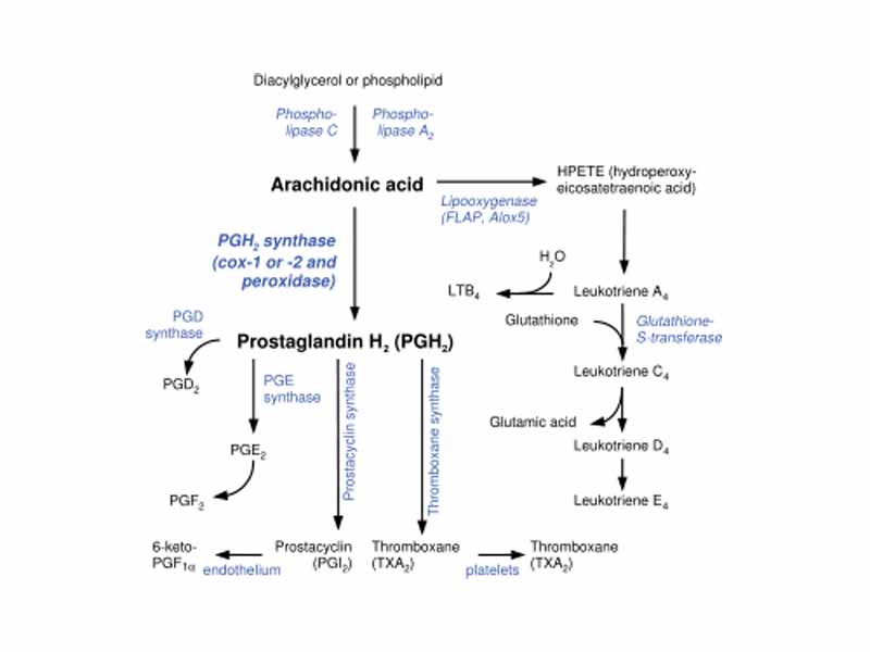 Pathways in the biosynthesis of eicosanoids from arachidonic acid. There are parallel paths from EPA and DGLA.