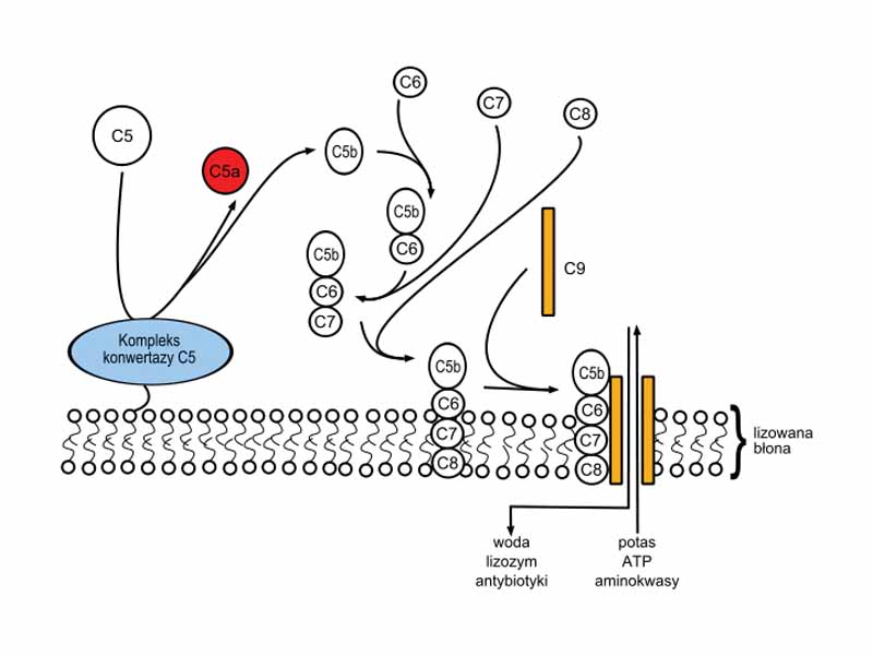 Membrane attack complex. Some labels are in Polish.