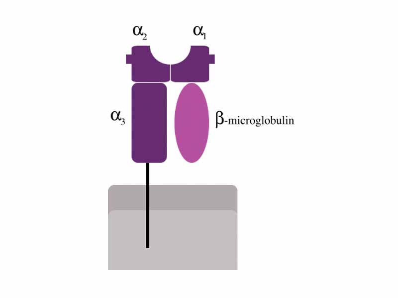 Schematic representation of MHC class I molecule, consisting of three ?-domains and one ?2-microglobulin molecule. The peptide-binding groove is situated between domains ?1 and ?2.